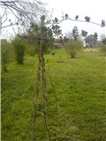 Kozjokrvina